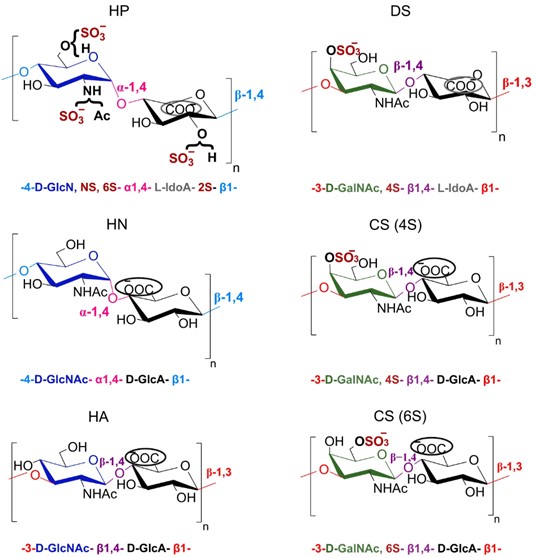Constituent disaccharide units of the different GAGs. (OA Literature)