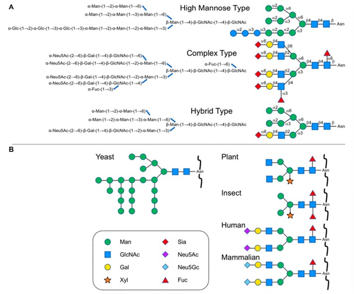 Common N-glycans in different species. (OA Literature)