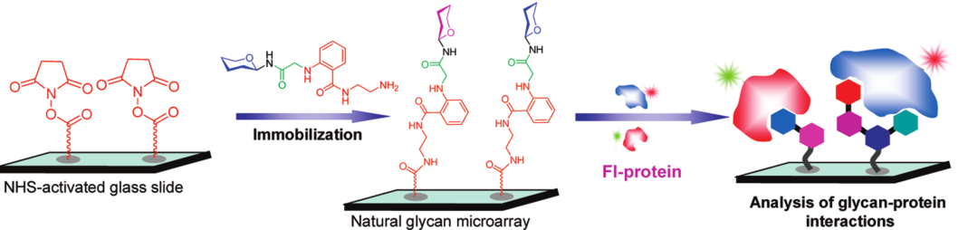 Construction and application of natural glycan microarrays. 