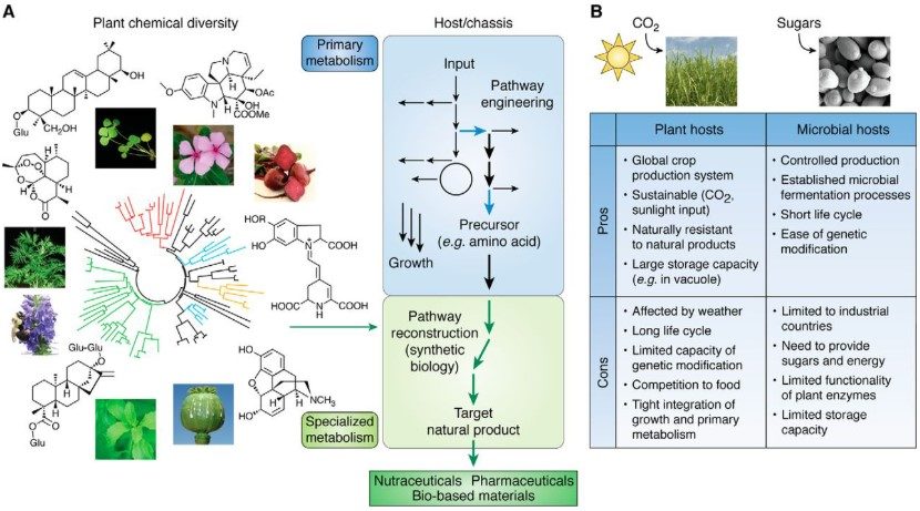 Extensive phytochemical and metabolic pathways. (OA Literature)