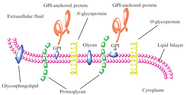 Schematic view of a cell membrane with glycosphingolipids and other glycan.