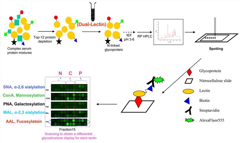 Experimental strategies for studying serum glycoproteins using glycoprotein microarrays.
