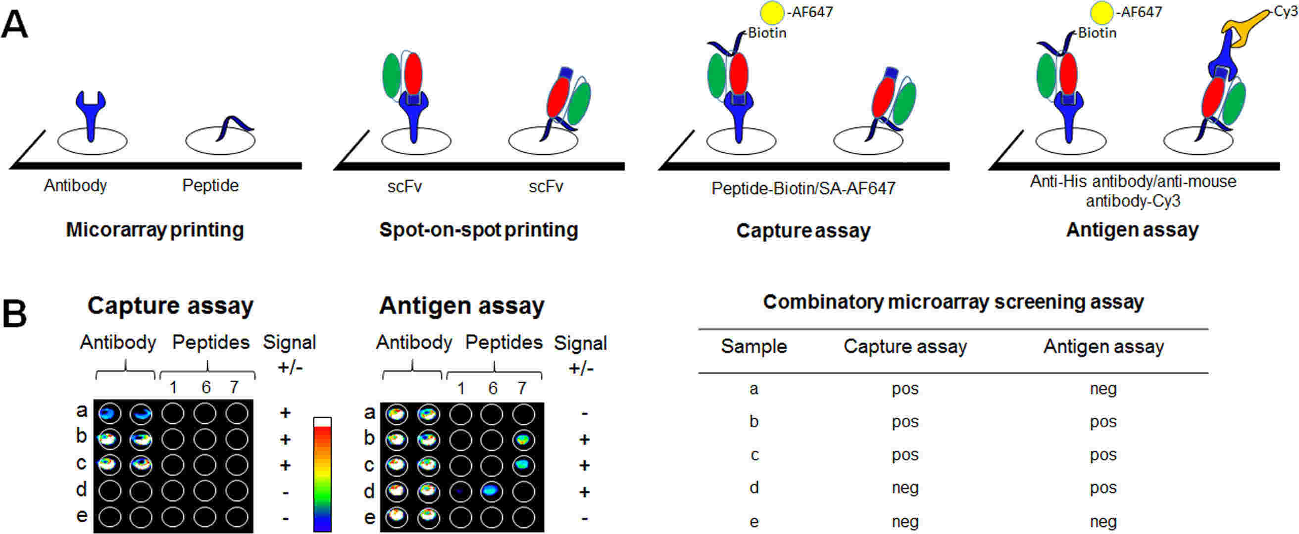 Fig.1 Combinatorial microarray screening assay. (Persson, et al., 2016)