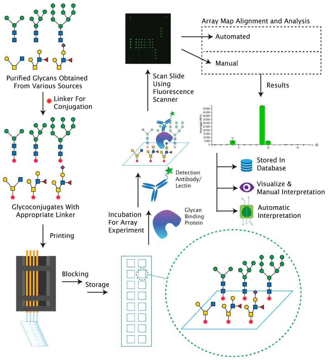Fig.1 Typical glycan microarray workflow.