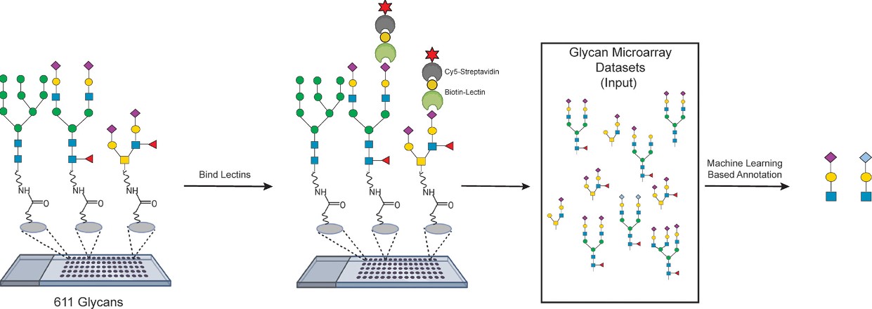 Fig.2 Glycan microarray-based analysis process.