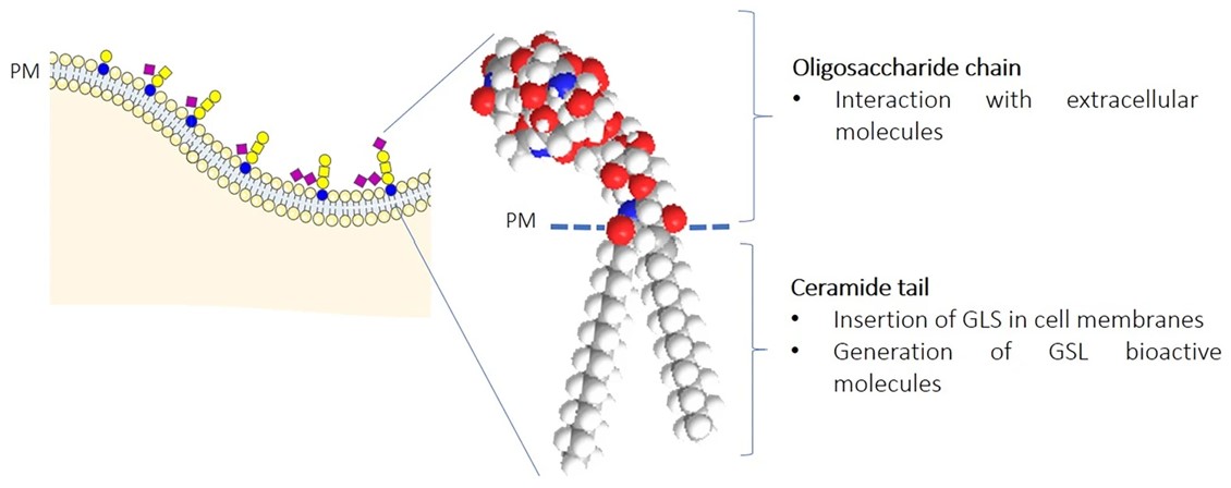 Fig.2 Structure of glycosphingolipids in the plasma membrane containing oligosaccharide heads and ceramide tails.