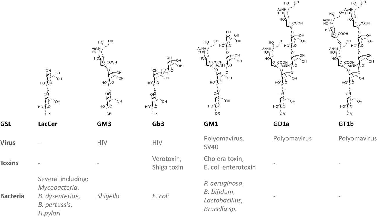 Fig.3 GSL can interact directly with toxins and pathogens.