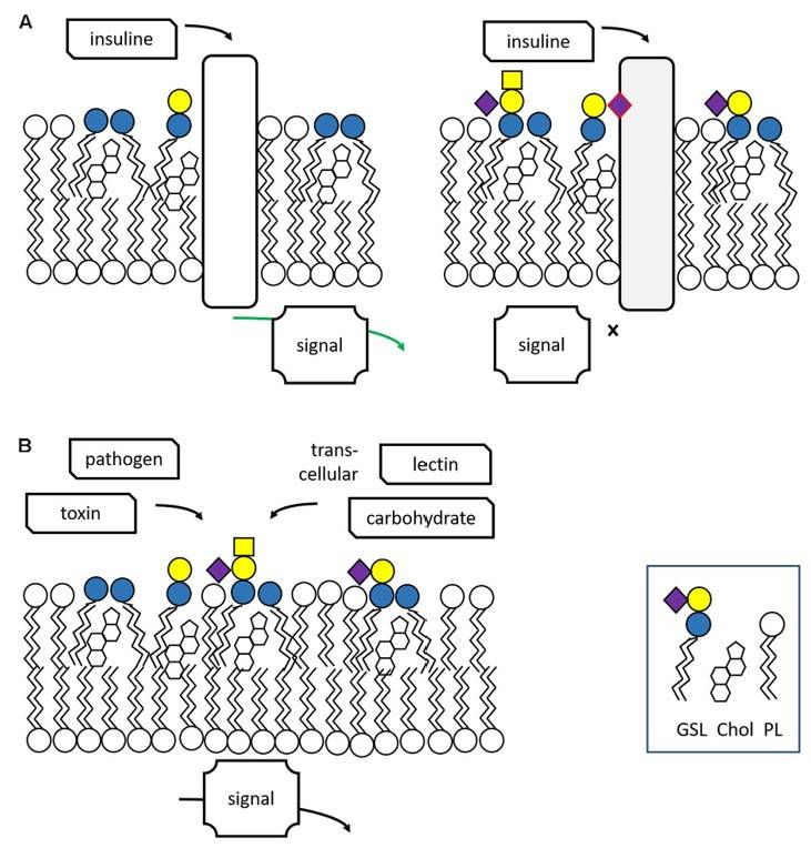 Fig.1 General structure and synthetic pathway of glycosphingolipids.