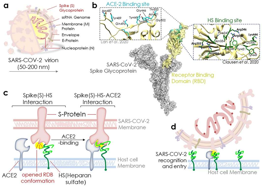 Fig.1 HS is an essential cofactor for SARS-CoV-2 binding to the host.