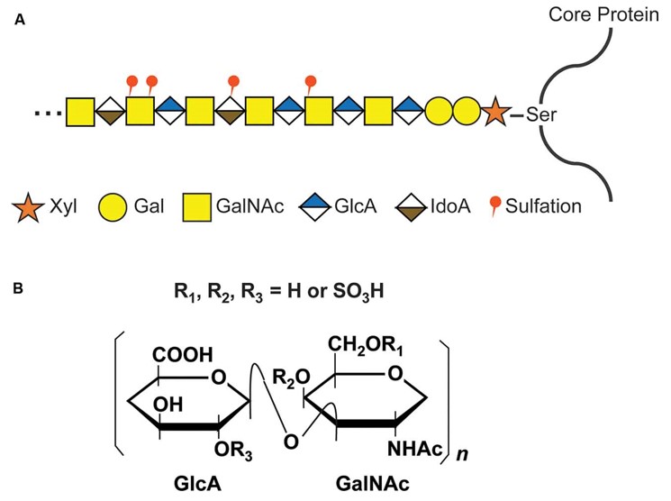 Fig.1 Structure and synthesis of GAG.
