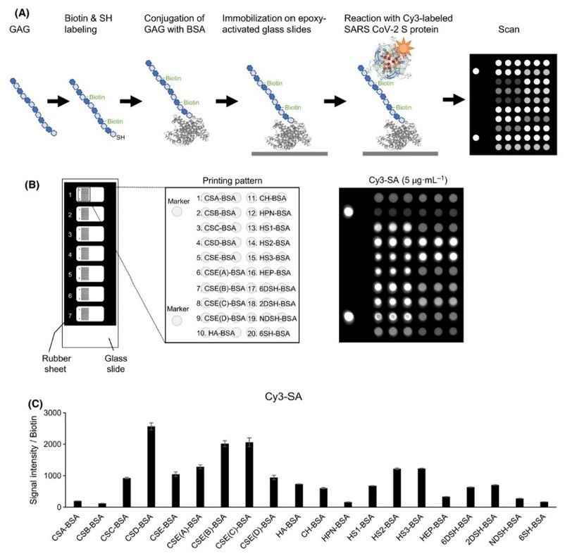 Fig.2 Schematic of GAG microarray development.