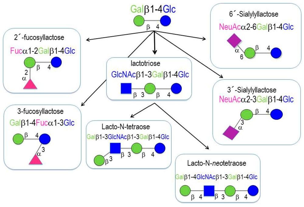Fig.1 Schematic representation of the structures of HMOs.