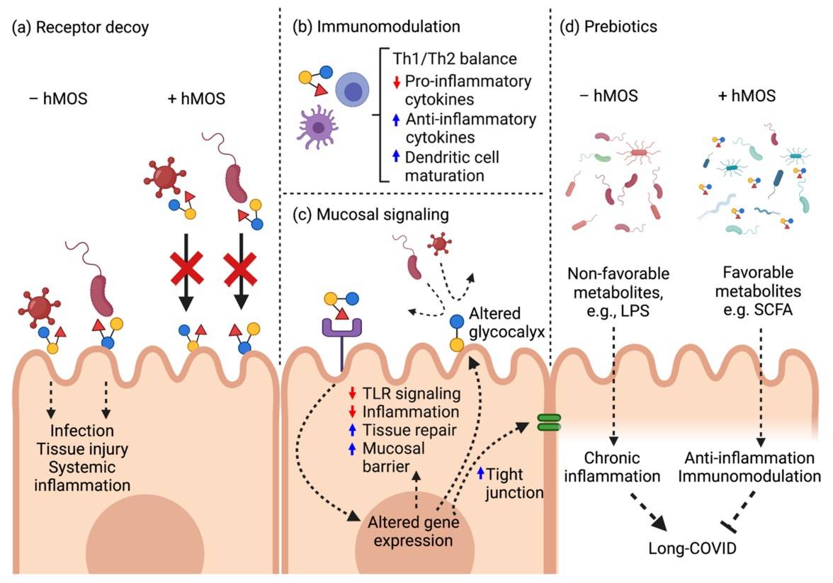 Fig.2 HMOS blocks virus entry.