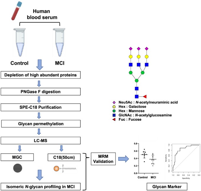 Fig.1 LC-MS/MS glycomic analysis process.