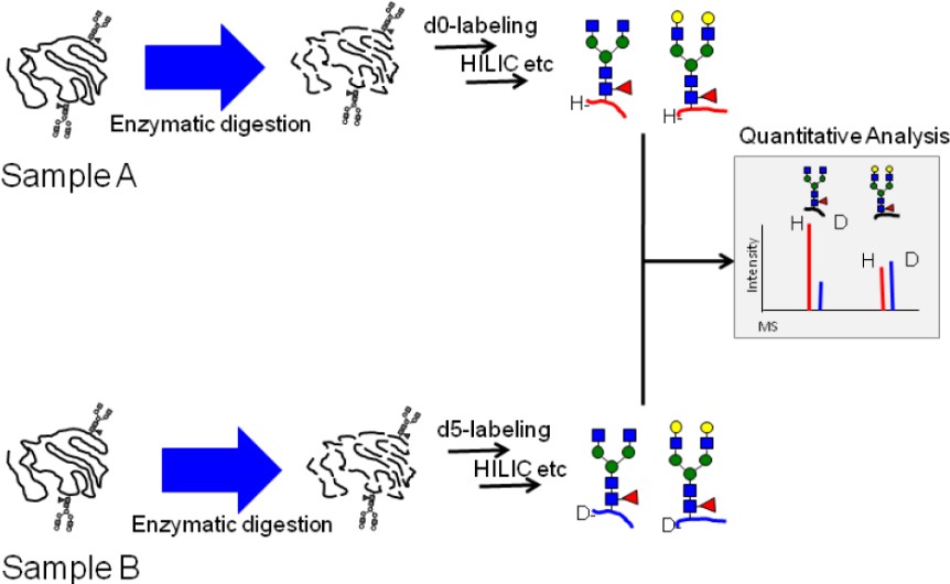 Fig.1 Stable isotope labeled glycopeptides-based MALDI TOF-MS analysis process.