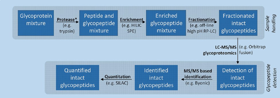 Generic workflow illustrating important components of a glycoproteomics experiment.