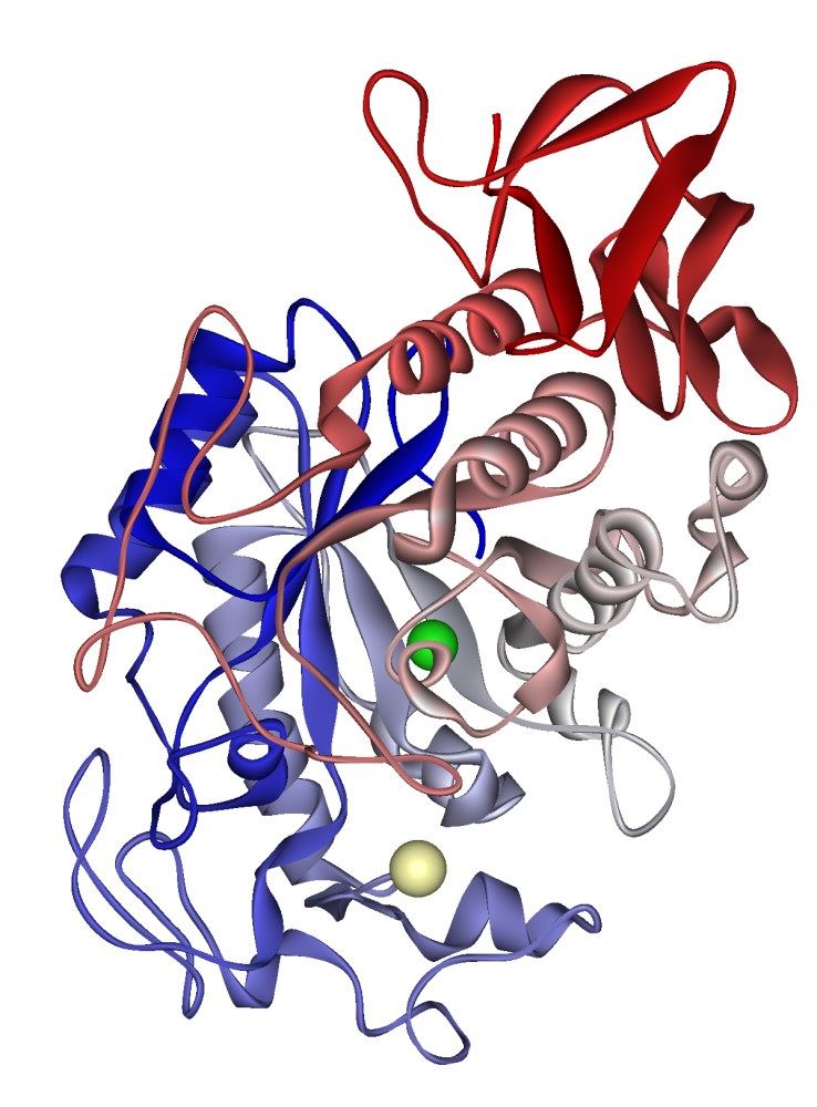 A pancreatic alpha-amylase 1HNY, a glycosidase