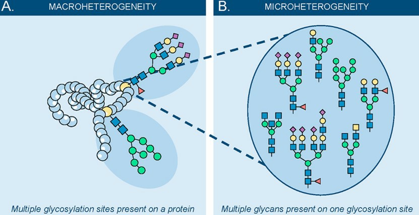 Fig.1 Macroheterogeneity and microheterogeneity in glycobiology.
