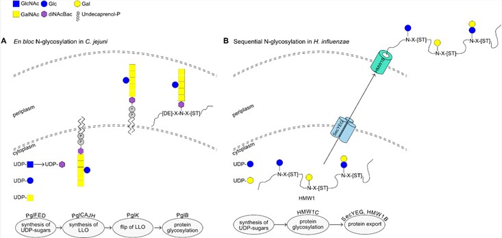 Examples of N-glycosylation mechanisms in bacteria.