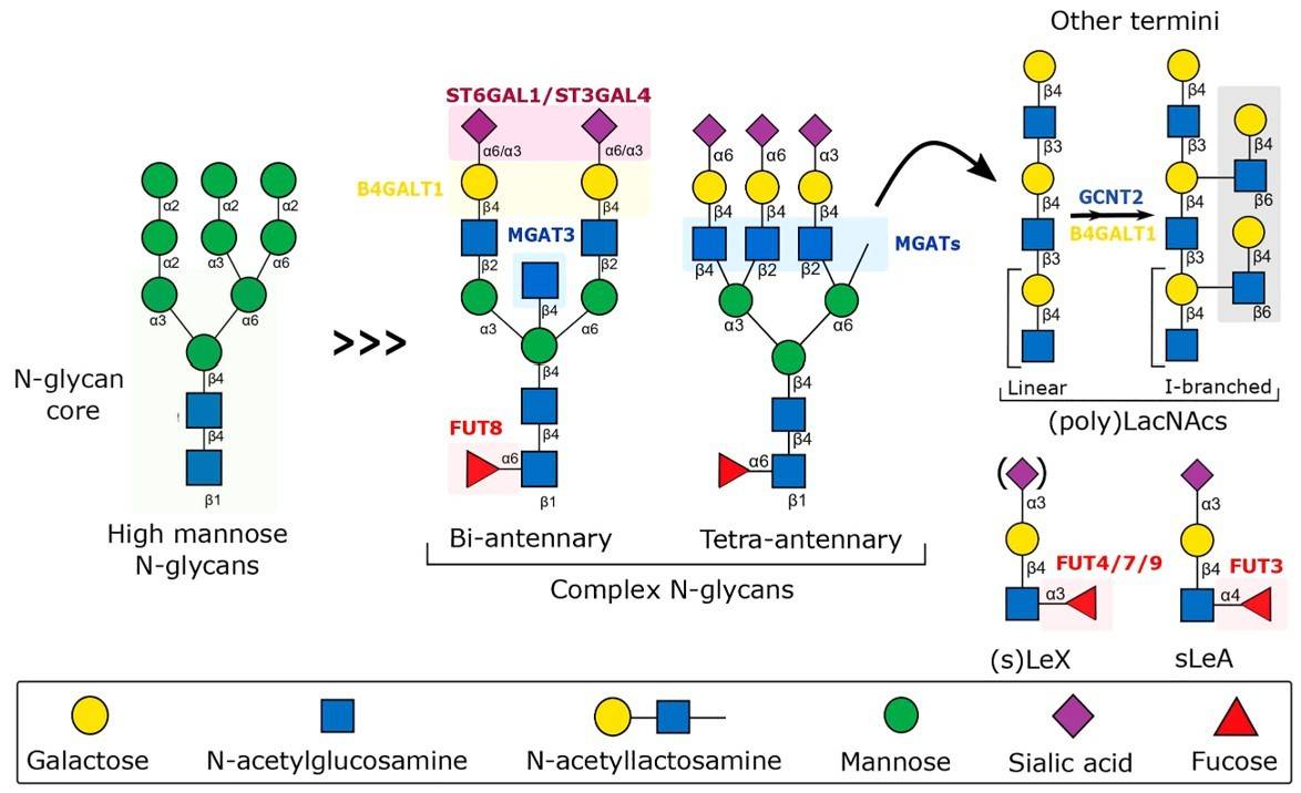 Fig.1 Major N-glycan structures involved in immunomodulatory responses. (Radovani and Gudelj, 2022)
