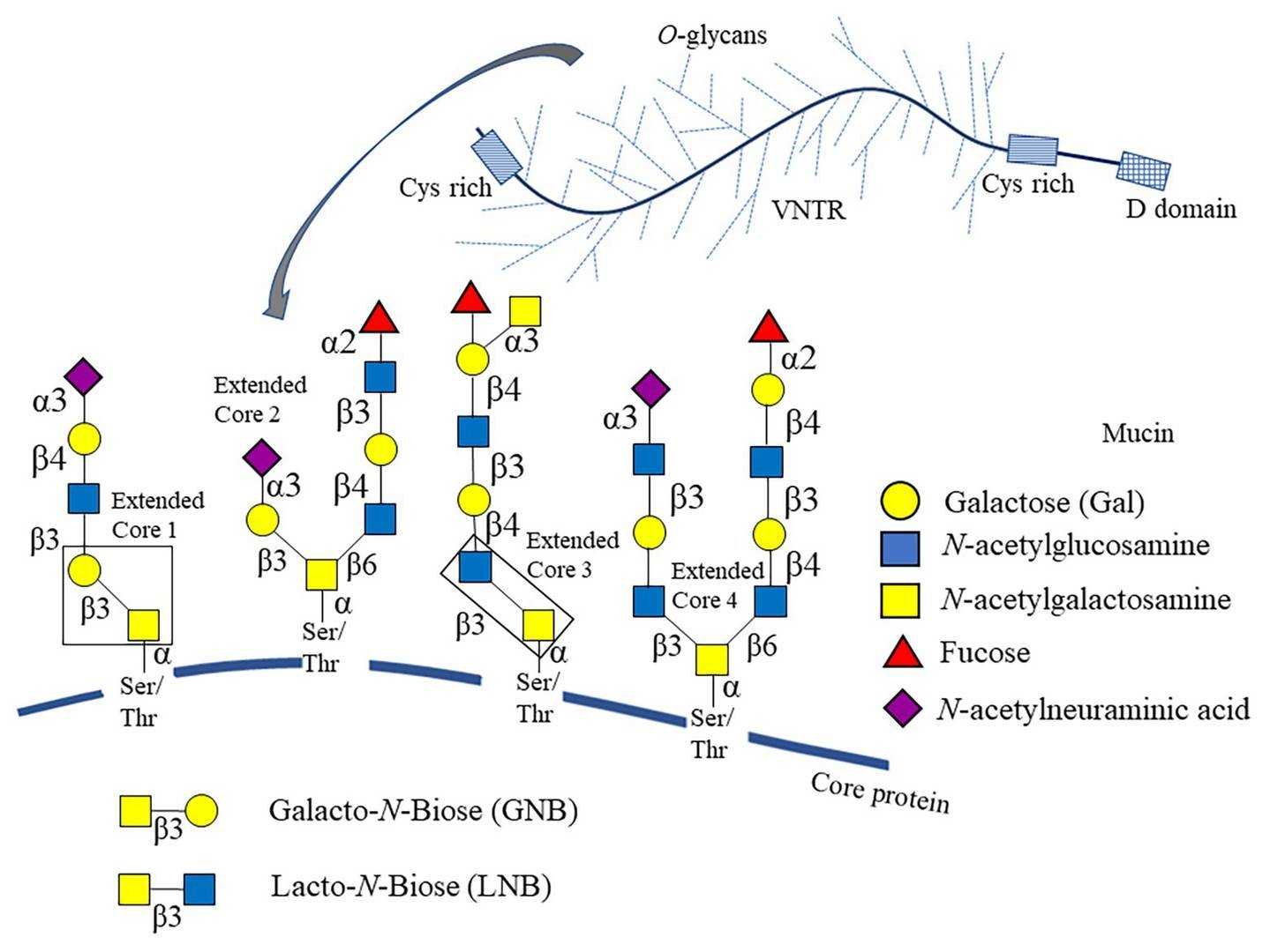 Fig.1 O-glycan core structure linked to mucin. (González-Morelo, Vega-Sagardía & Garrido, 2020)