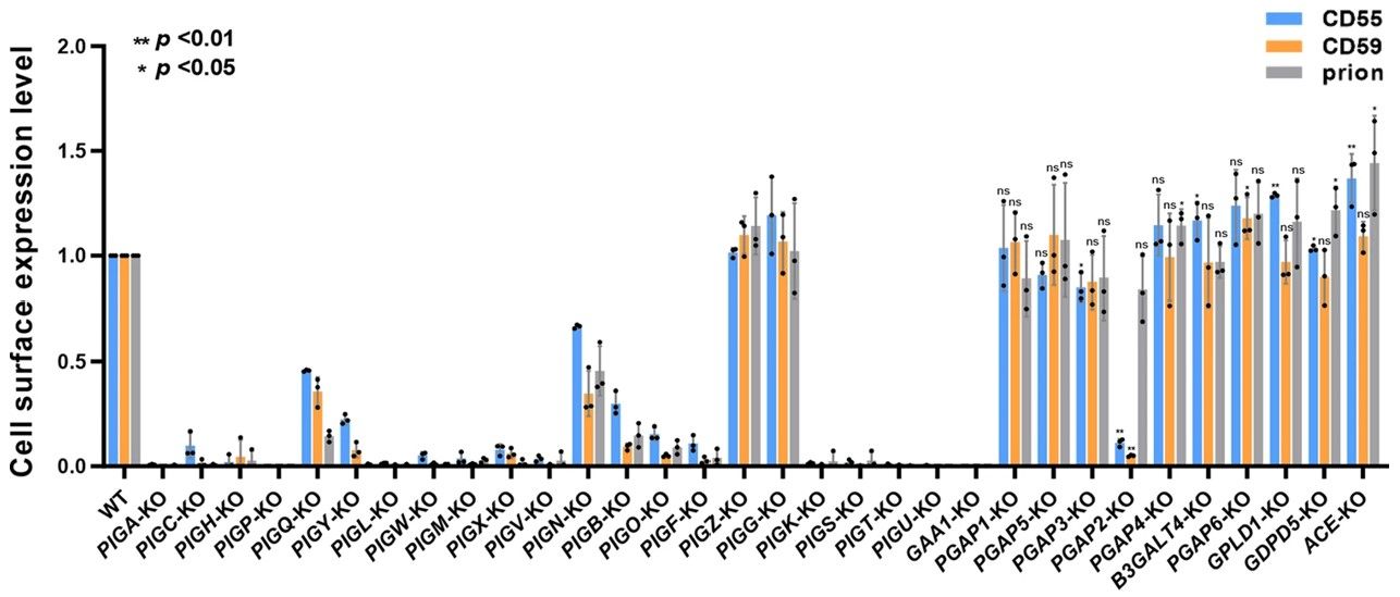 Fig.2 Expression of cell surface GPI-anchored glycoproteins after knockdown of different genes.