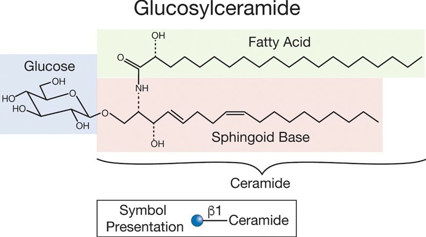 Fig.1 Typical glycosphingolipid structure.