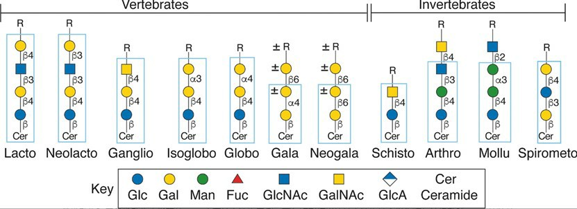 Fig.2 Main core structures of GSLs commonly found in animals.