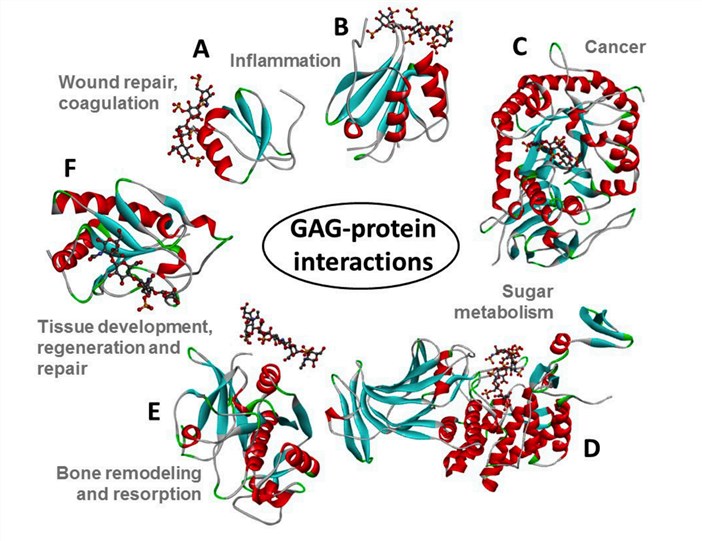 Fig.1 Structure of some typical crystal structures of GAG protein complexes. (Pomin & Mulloy, 2018)