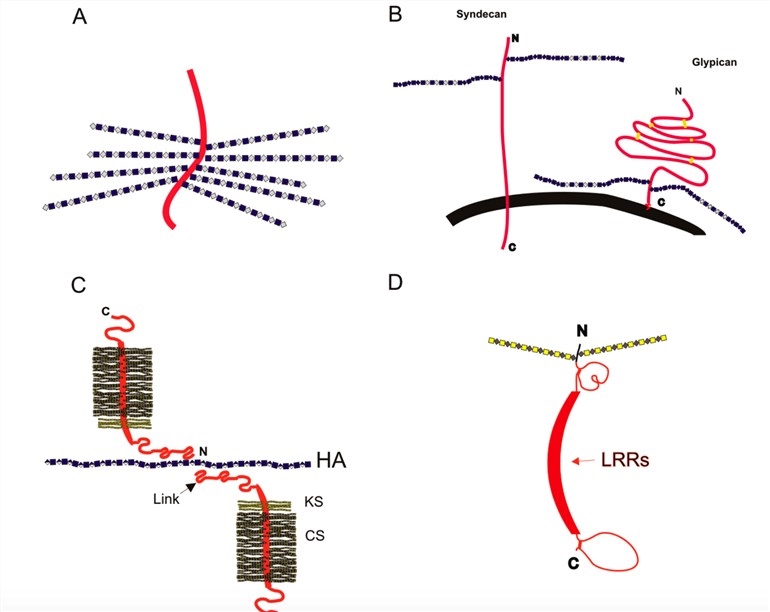 Fig.2 Cartoon images for PGs on the cell surface and others. (Pomin & Mulloy, 2018)