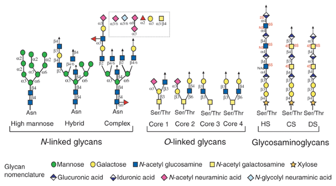 Chemical diversity of glycans.