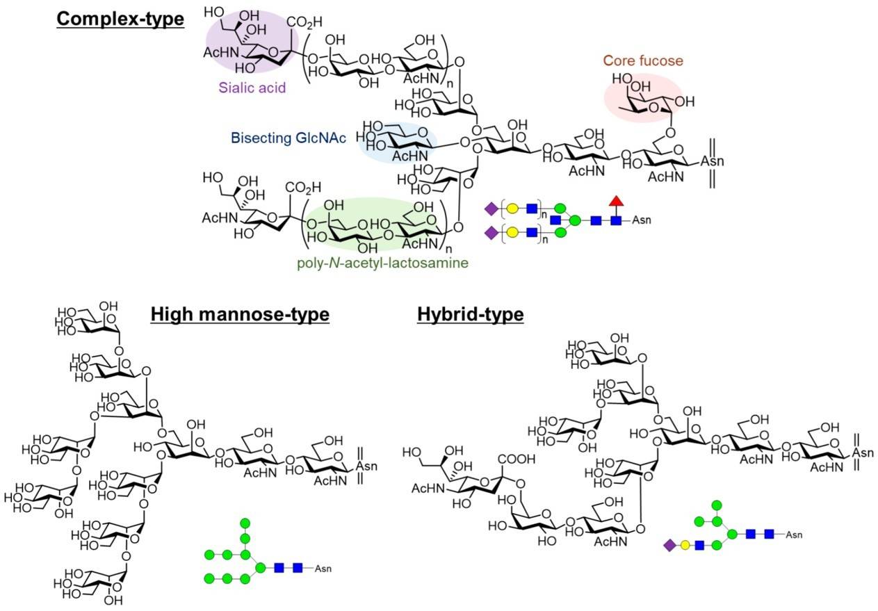 Fig.1 Structures of diverse complex N-glycans. (Shirakawa, Manabe & Fukase, 2021)