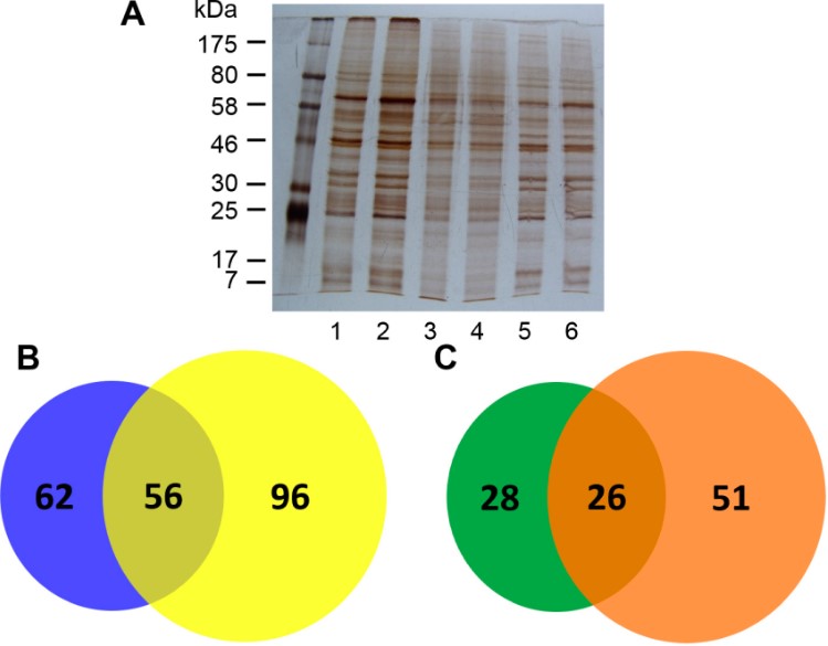 Fig.3 SDS-PAGE analysis and MS identification results of CBG.