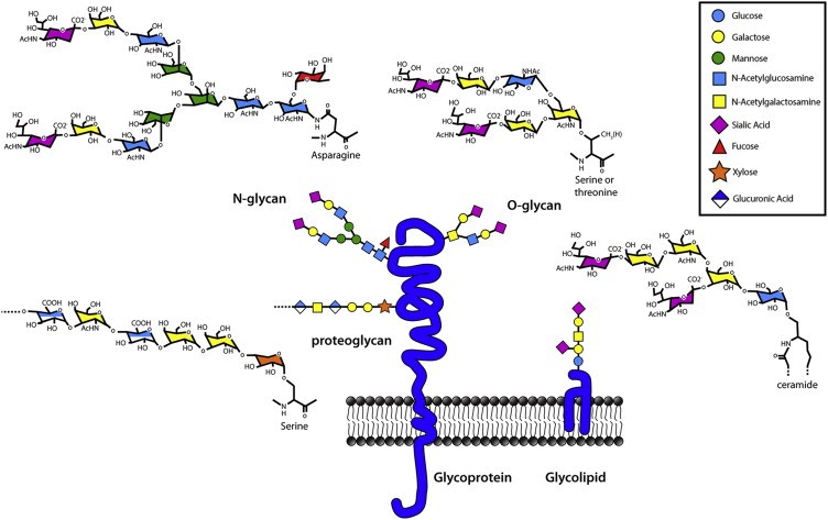 Cell-surface glycans. 