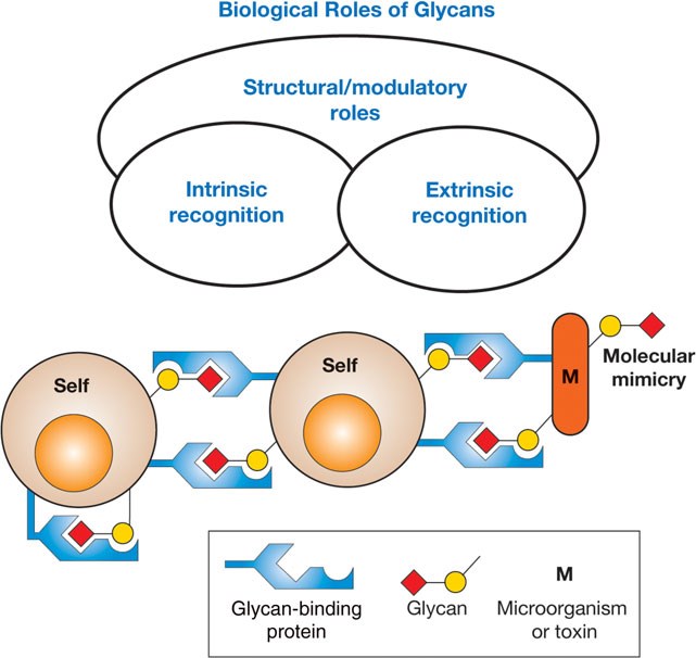 General classification of the biological roles of glycans.