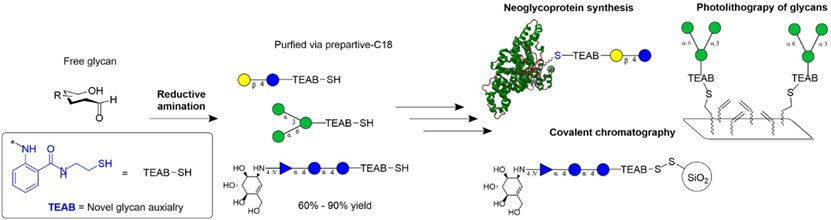 Fig.1 Synthesis of thiol-derivatized glycans.