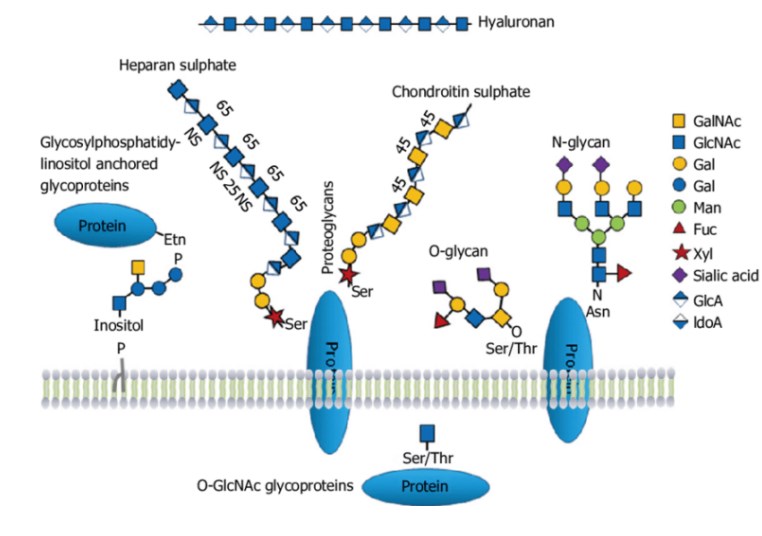 Illustration of protein glycosylation and polysaccharides. 