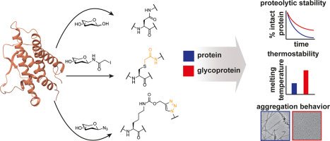 Glycosylation of therapeutic proteins. 