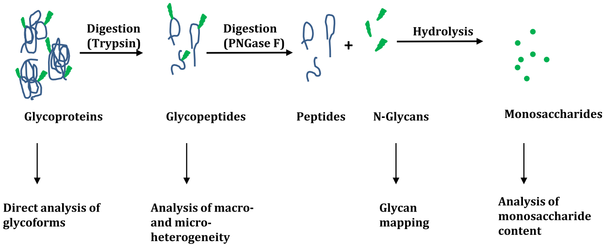 Schematic picture of strategies for glycoprotein analyses. 