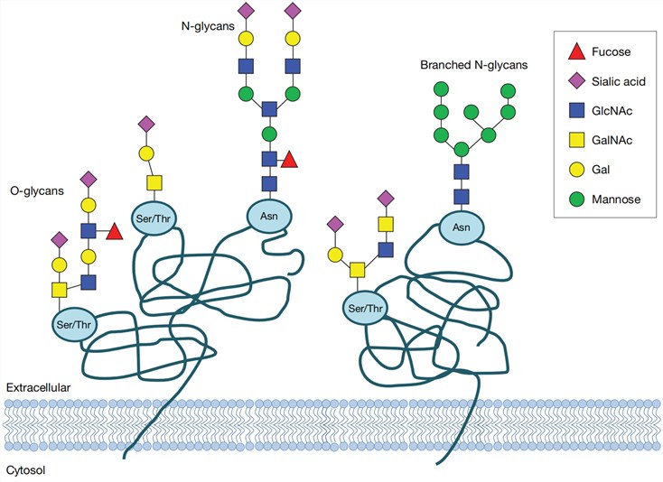 Representative O-linked and N-linked glycans on the surface of a mammalian cell.