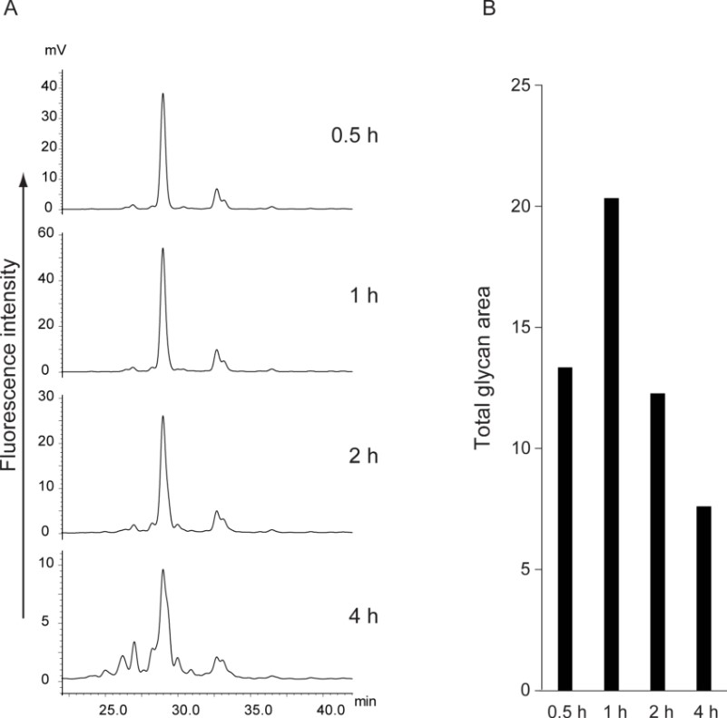 Fig.1 N-glycan deglycosylation process at different times.