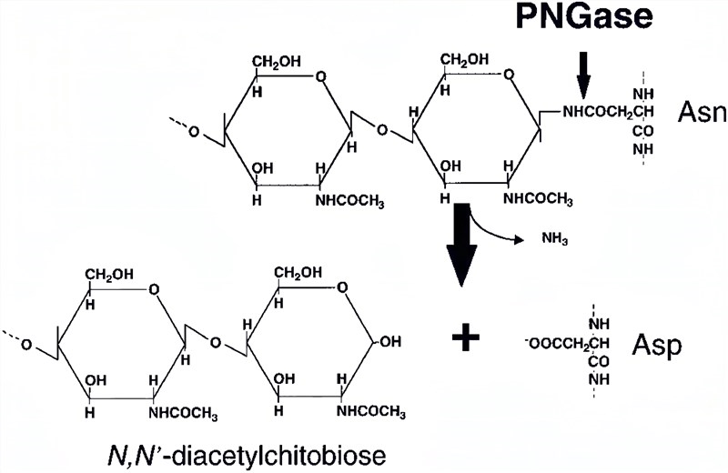PNGase acts on an asparagine-linked glycoprotein. 