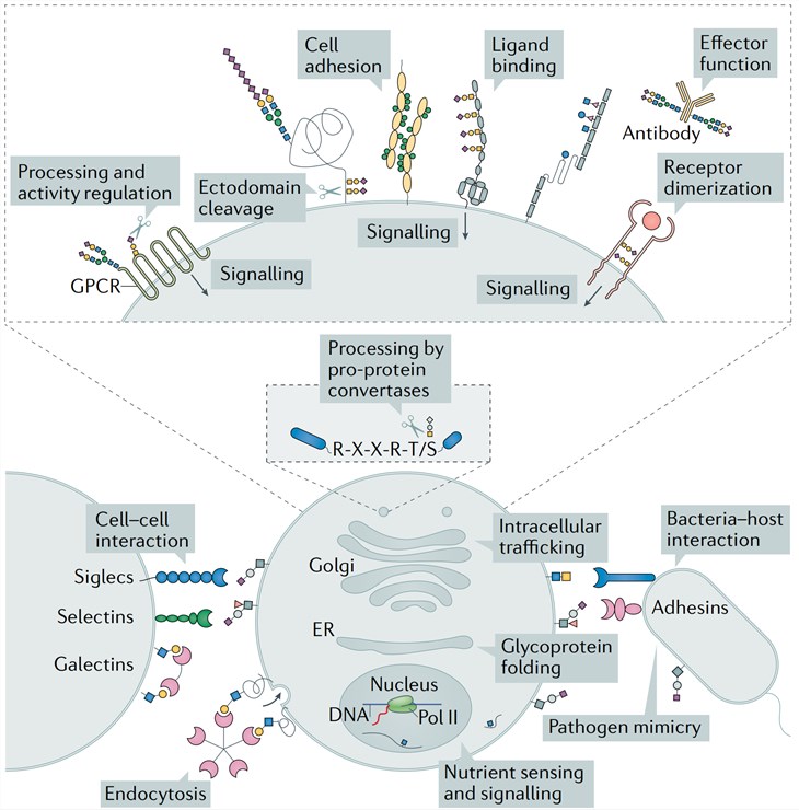 Specific roles of glycosylation in regulating protein functions.