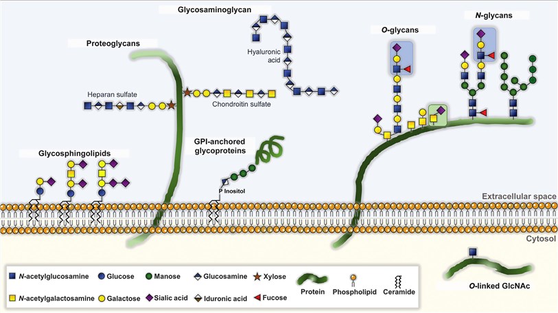 Schematic Representation of Glycosylation Diversity.