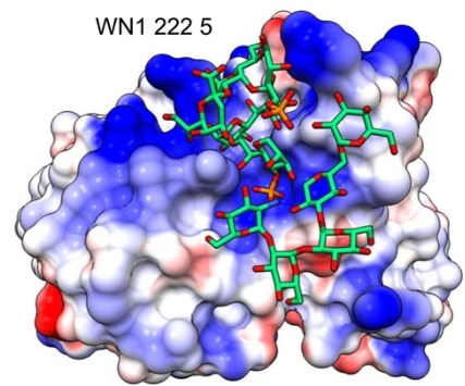 Structure of WN1 222-5 in complex with dodecasaccharide antigen.