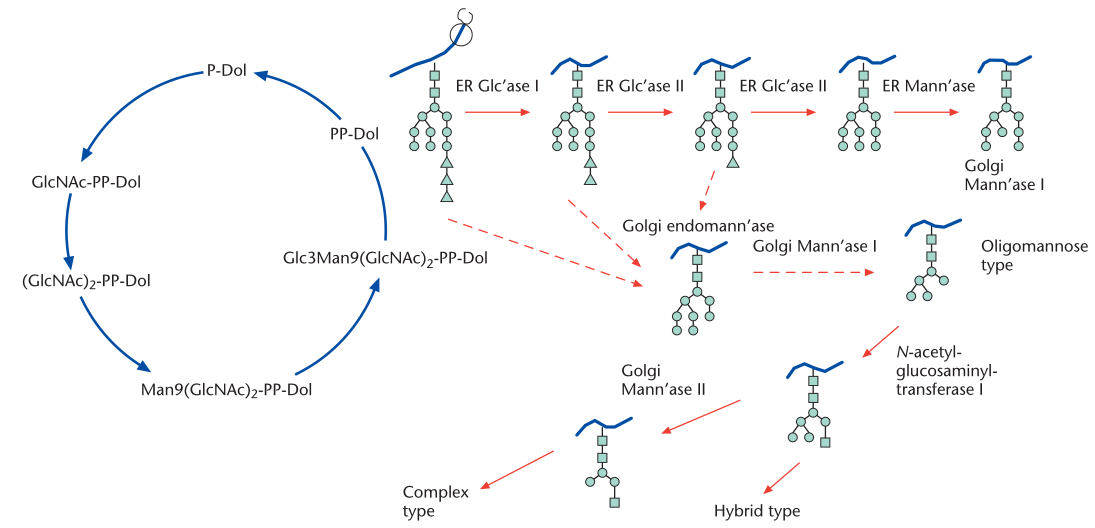 The events in the glycosylation pathway for N-linked oligosaccharides.