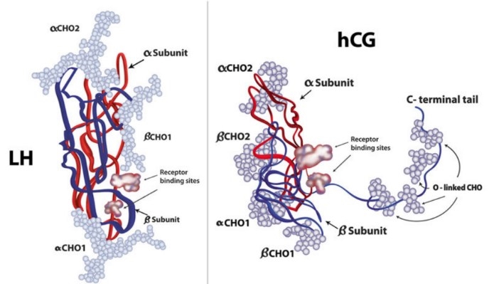 Luteinizing hormone and human chorionic gonadotropin molecules.