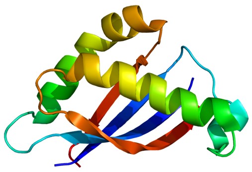 Fig.1 MUC1 protein.