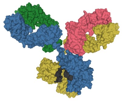 Fig.2 Antibody structure.