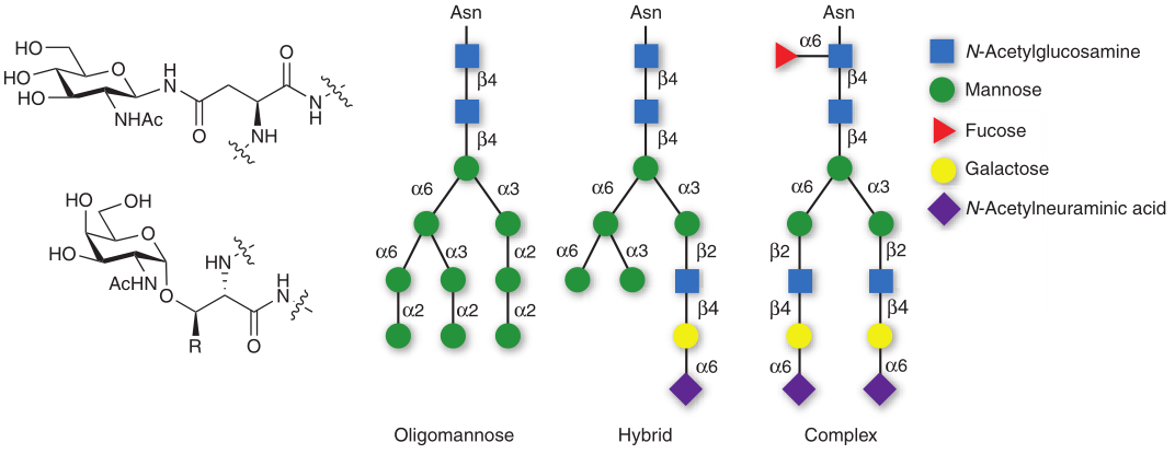 Structures of N-linked and O-linked glycoproteins (left) and three principal classes of N-glycans (right).